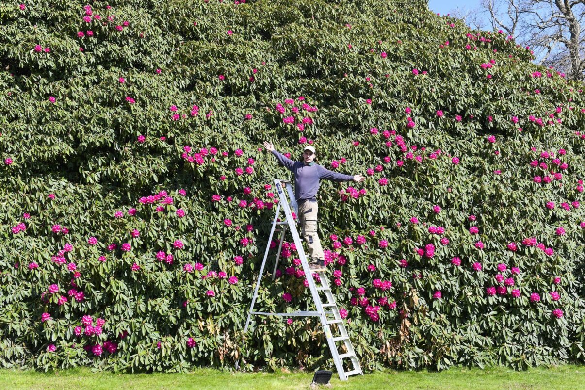 Iată cel mai mare rododendron din lume