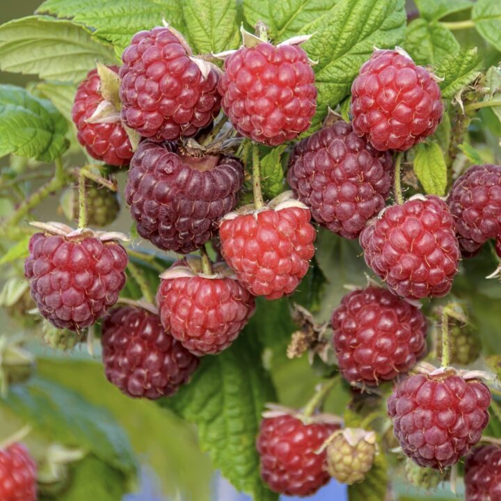 Zmeura de toamnă – fructe dulci până în noiembrie