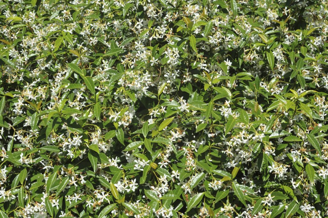 Frumusețe parfumată veșnic verde: iasomia de Madagascar