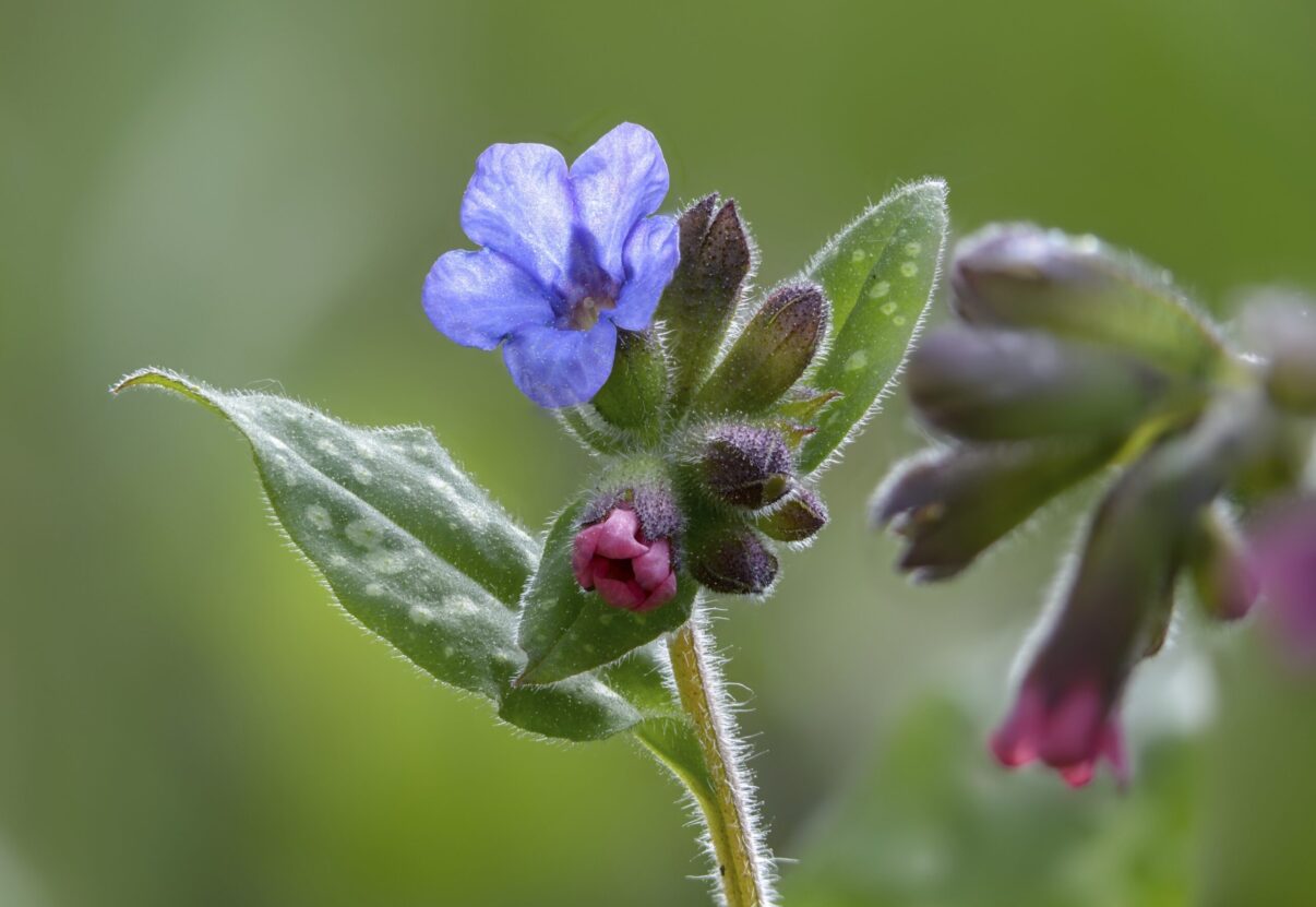 Din flora sălbatică în grădinile noastre: plămânărica
