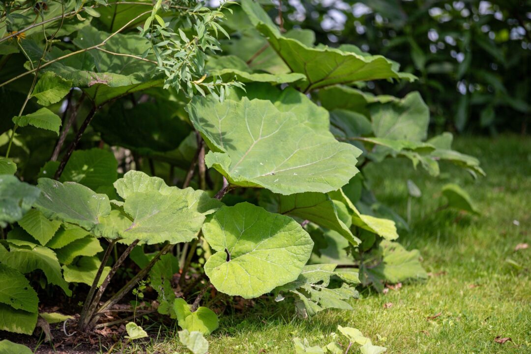 Podbalul – plantă medicinală sau legumă?