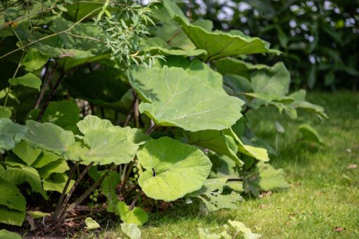 Podbalul – plantă medicinală sau legumă?