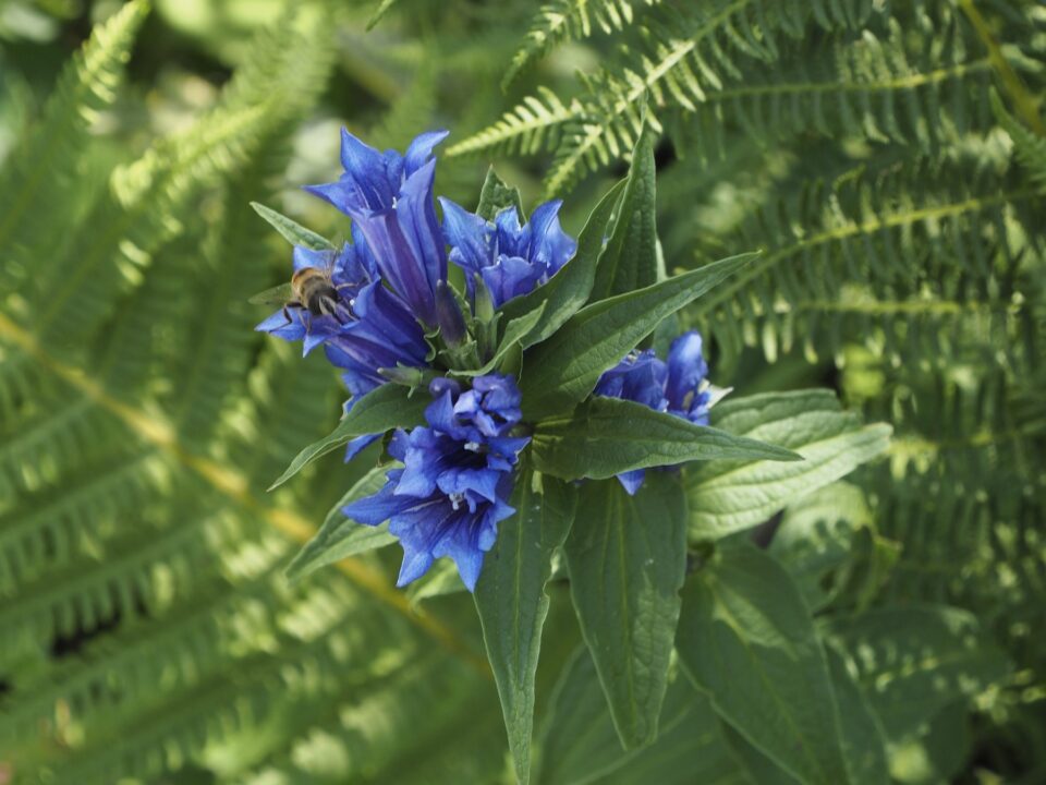 Din flora sălbatică în grădinile românești: gențiana