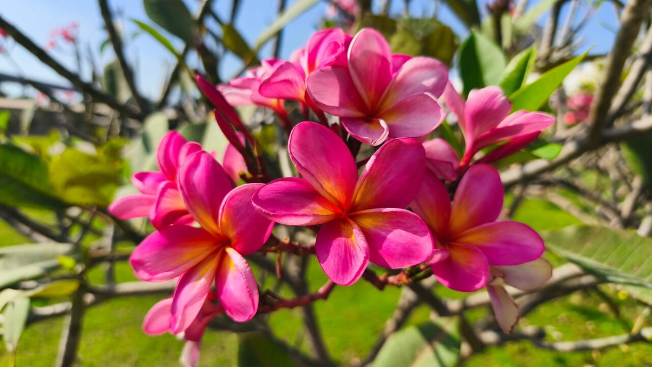 Plumeria, frumusețea exotică aclimatizată la noi