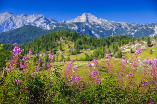Călător în Slovenia: Velika Planina