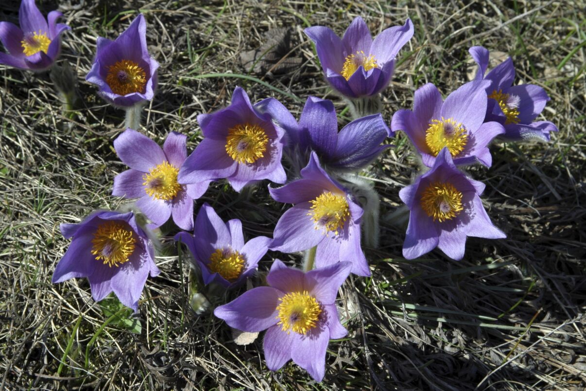 Din flora sălbatică în grădinile noastre: dedițelul