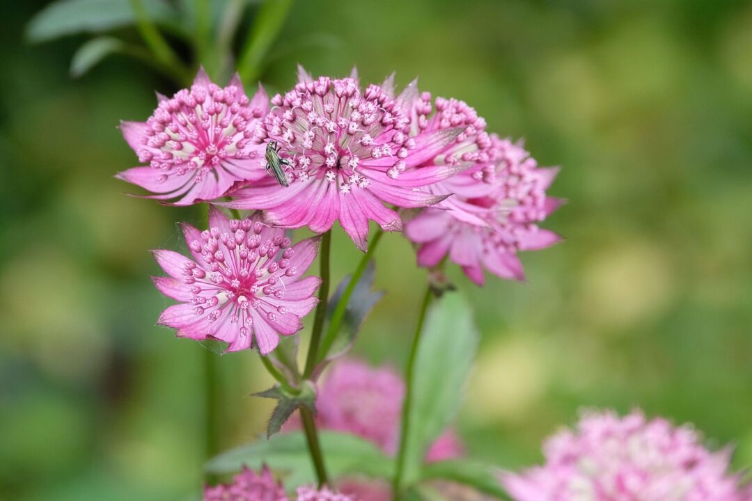 Din flora sălbatică în grădină: ștevia de munte