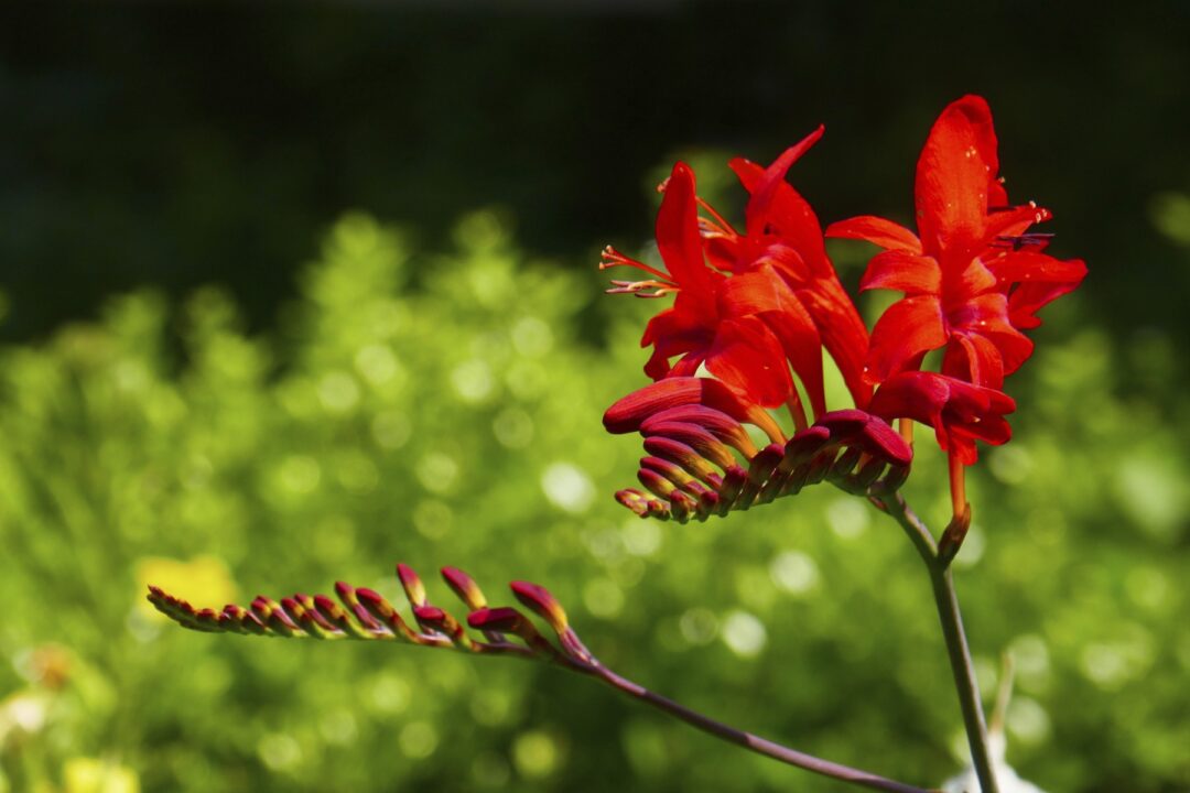 Crocosmia – ruda mai puțin cunoscută și la fel de frumoasă a freziei