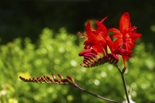 Crocosmia – ruda mai puțin cunoscută și la fel de frumoasă a freziei