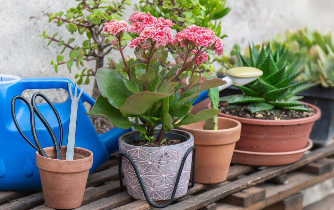 Când și cum mutăm în interior plantele la ghiveci