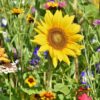 plante pe care bunicii le iubeau